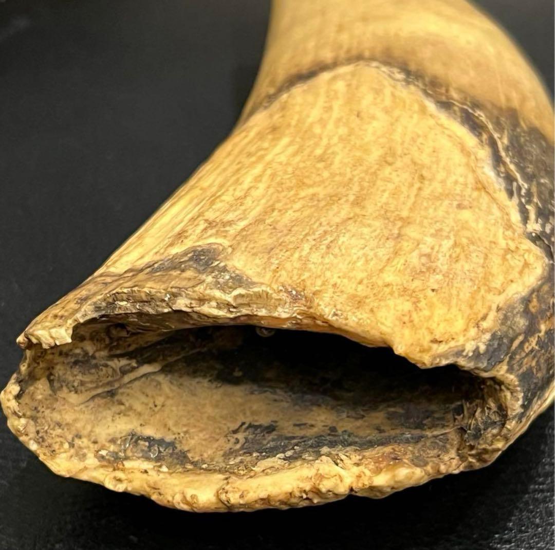 極上 抹香鯨 鯨歯 マッコウクジラの歯 彫刻材 根付 - メルカリ