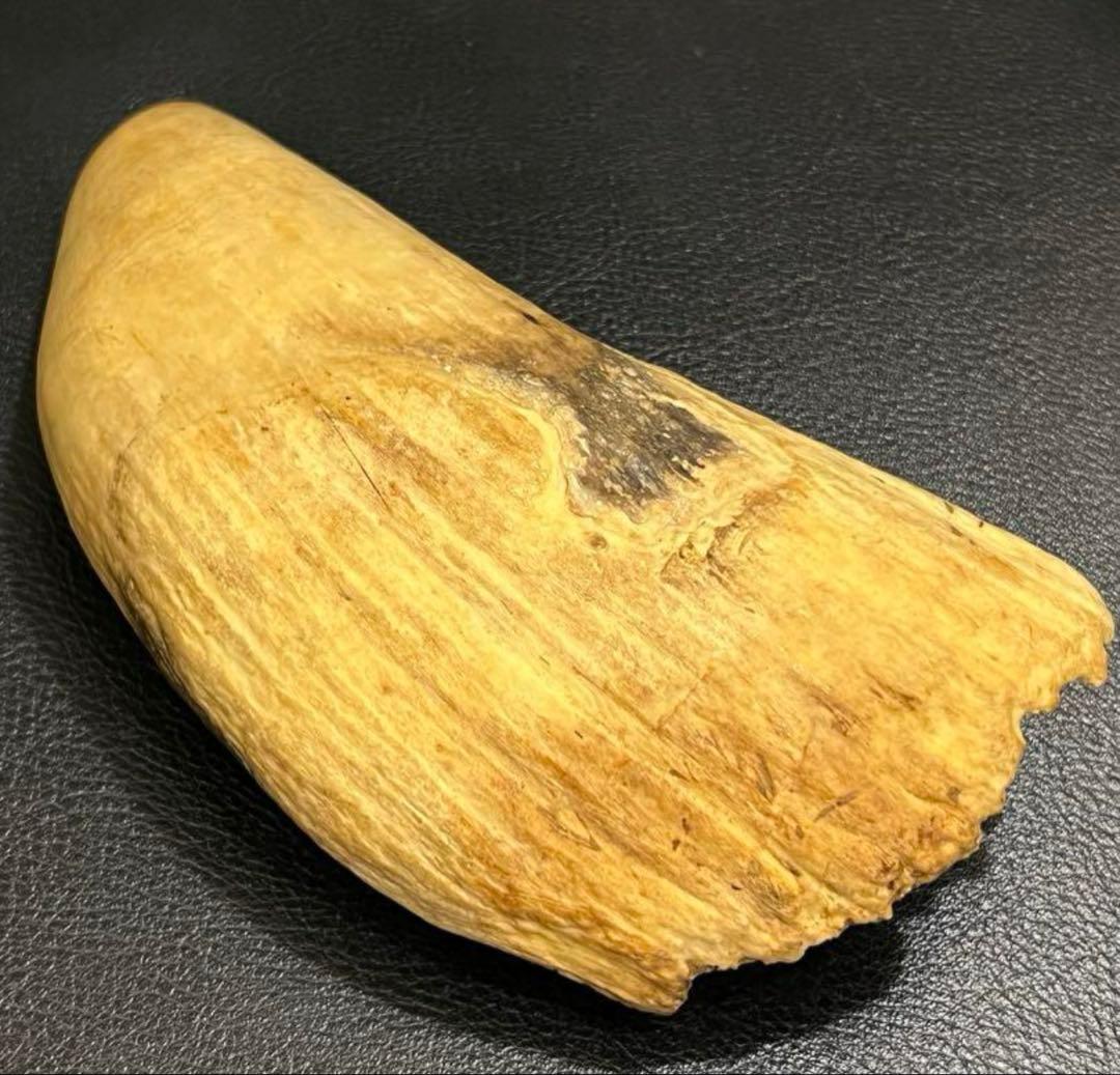極上 抹香鯨 鯨歯 マッコウクジラの歯 彫刻材 根付 - メルカリ