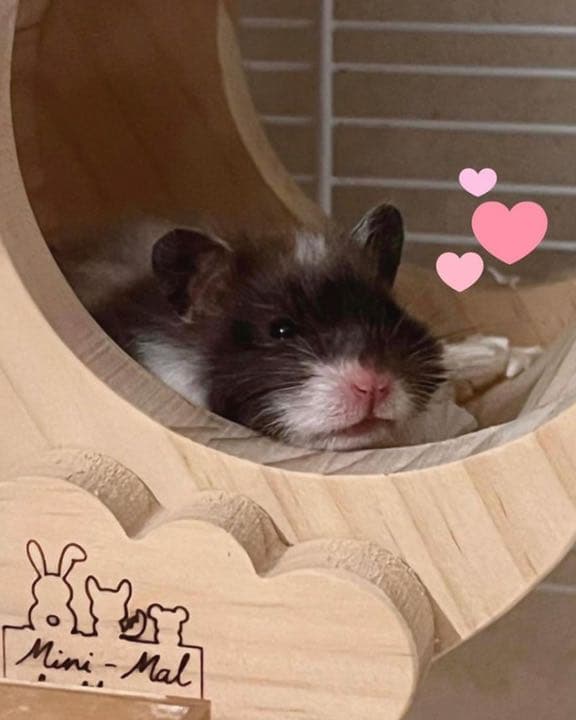 チンチラハウス 月 moon 小動物用 可愛い