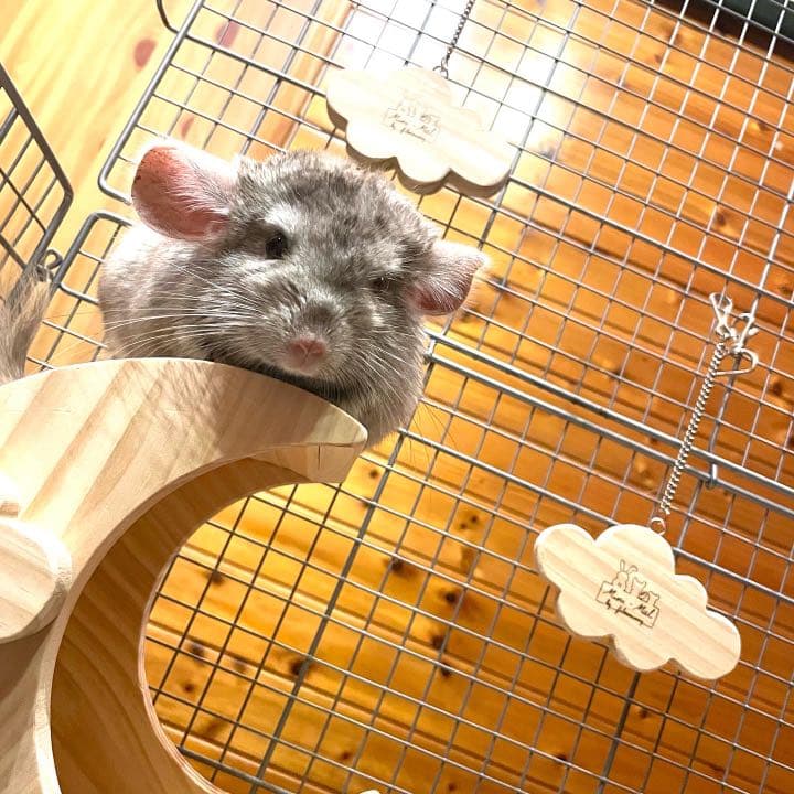 チンチラハウス 月 moon 小動物用 可愛い