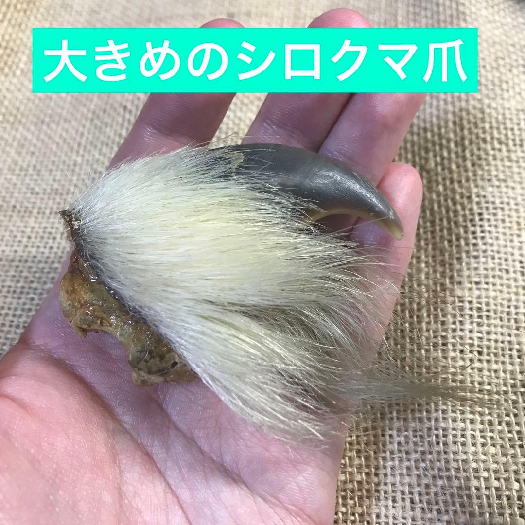 シロクマ 爪 ホッキョクグマ 熊の爪 ベアクロー 剥製 - メルカリ