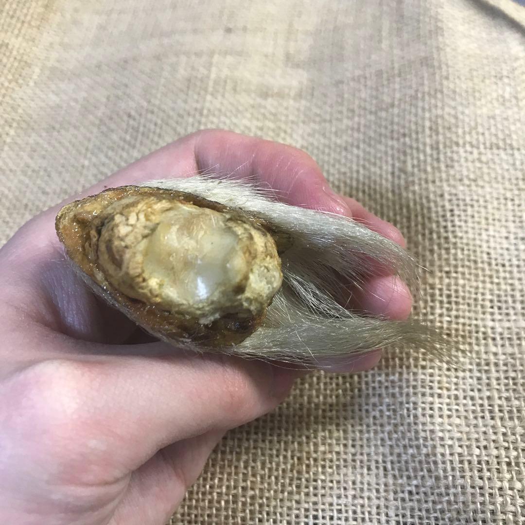 シロクマ 爪 ホッキョクグマ 熊の爪 ベアクロー 剥製 - メルカリ