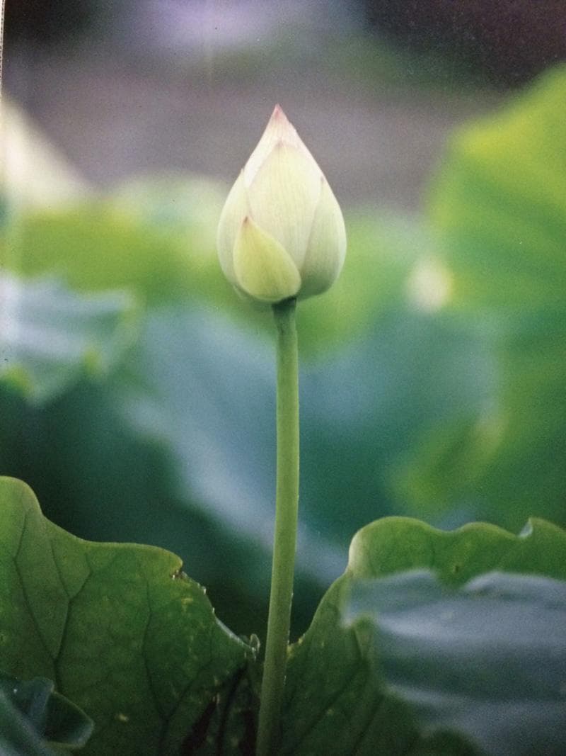 凛 睡蓮 撮影者 村山ヒデカズ オリジナルプリント 17 3 4 「エラニーの