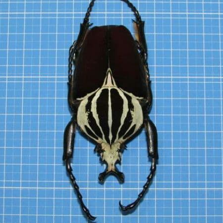 ゴライアスオオツノハナムグリ（コンゴ産）