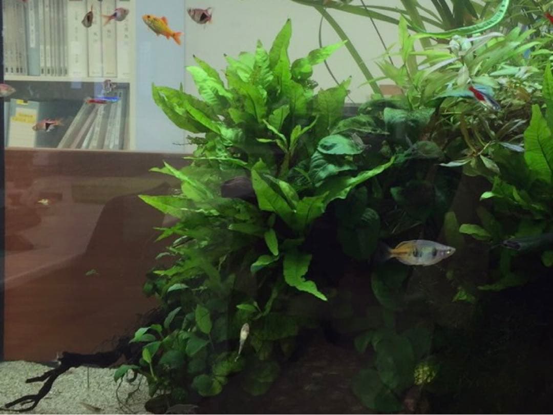 アクリル水槽 900 450 450」の人気商品一覧 | 安い商品を通販サイトから