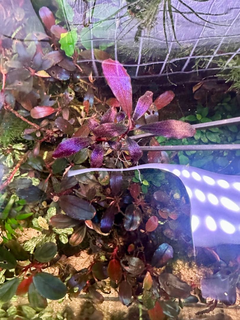 ブセファランド ラ sp.ブラウニーゴーストカリマンタン 2株