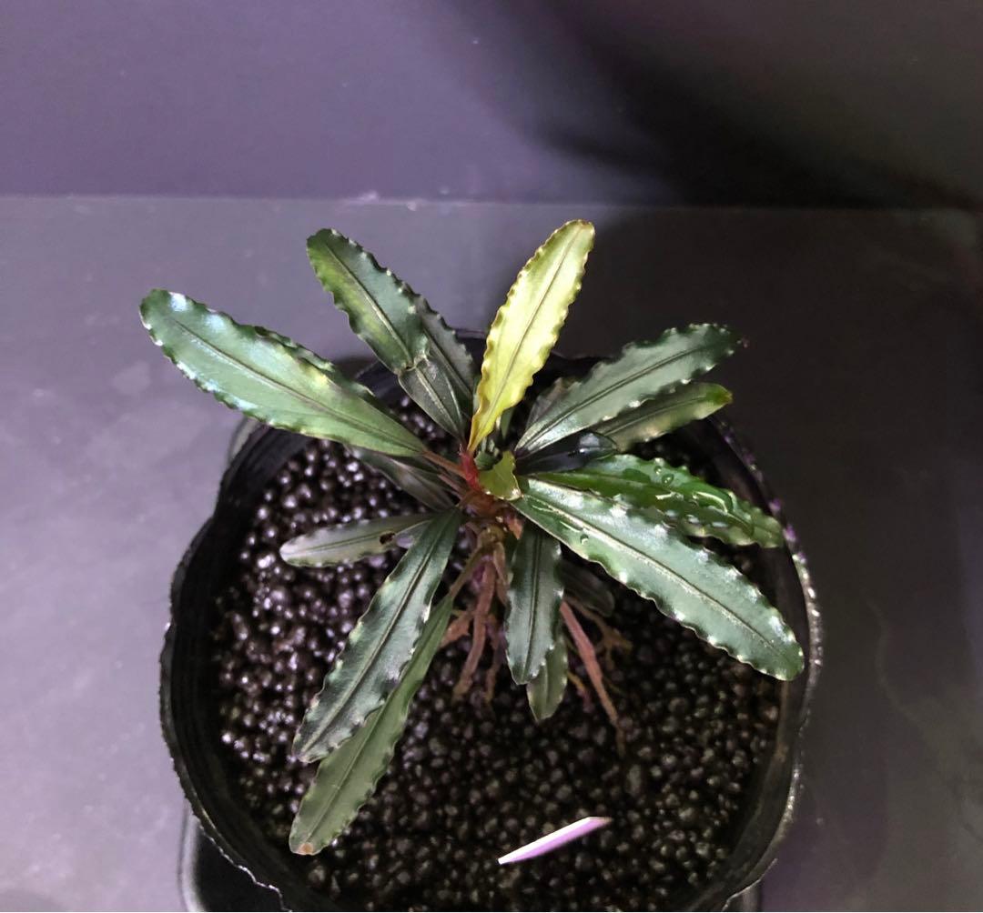 陰性水草の王様的存在【ブセファランドラ】Theia Blue 陰性水草の王様