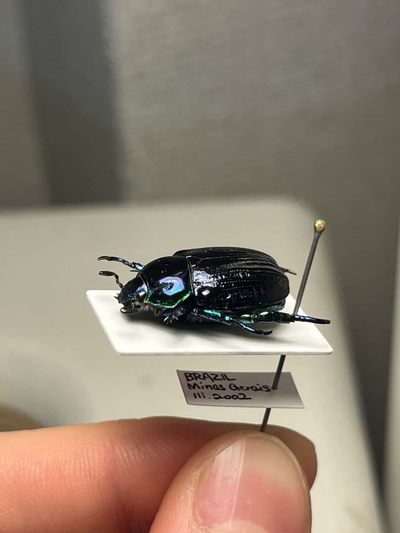 18mm】Pelidnota sumptuosa プラチナコガネ コガネ標本 - メルカリ