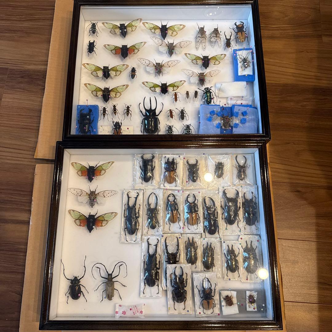 未展足160mm】オオキバウスバカミキリ標本 Macrodontia昆虫標本