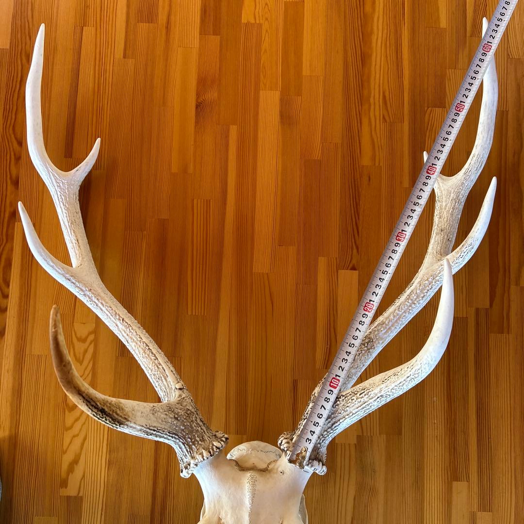 鹿の角 両角 顔付き エゾシカの角 - メルカリ