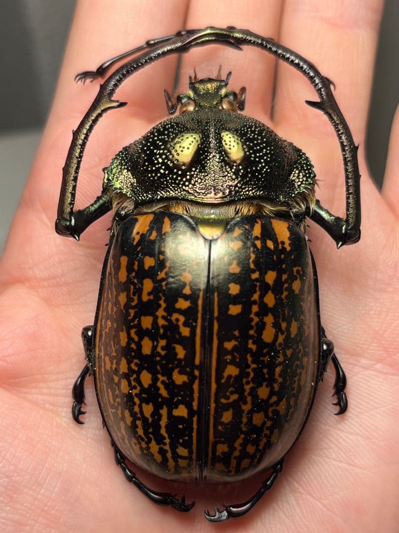 ペルー産 タイタンオオウスバカミキリ 標本