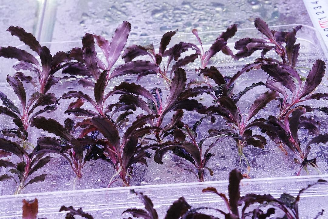 クダガン 5株 ブセファランドラ 水上葉 組織培養 水草セット - メルカリ