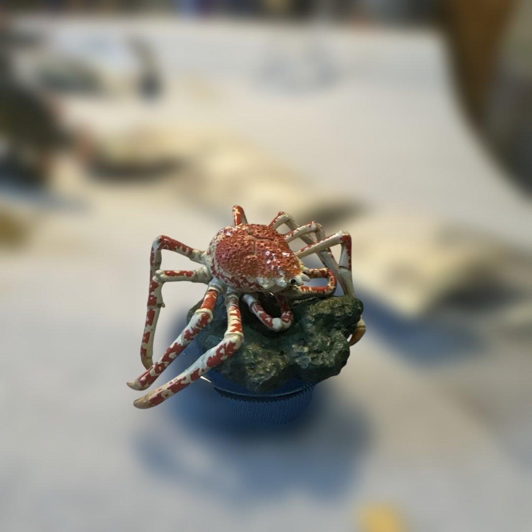 海洋生物フィギュアセット 新江の島水族館4＋3の7体セット海洋堂