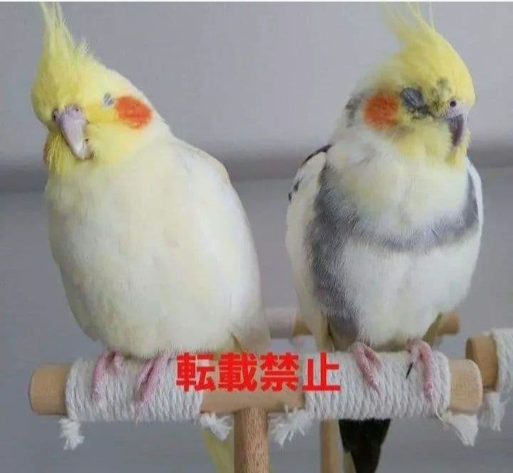 G68 止まり木 Tパーチ ☆ スタンド バードトイ フォージングトイ