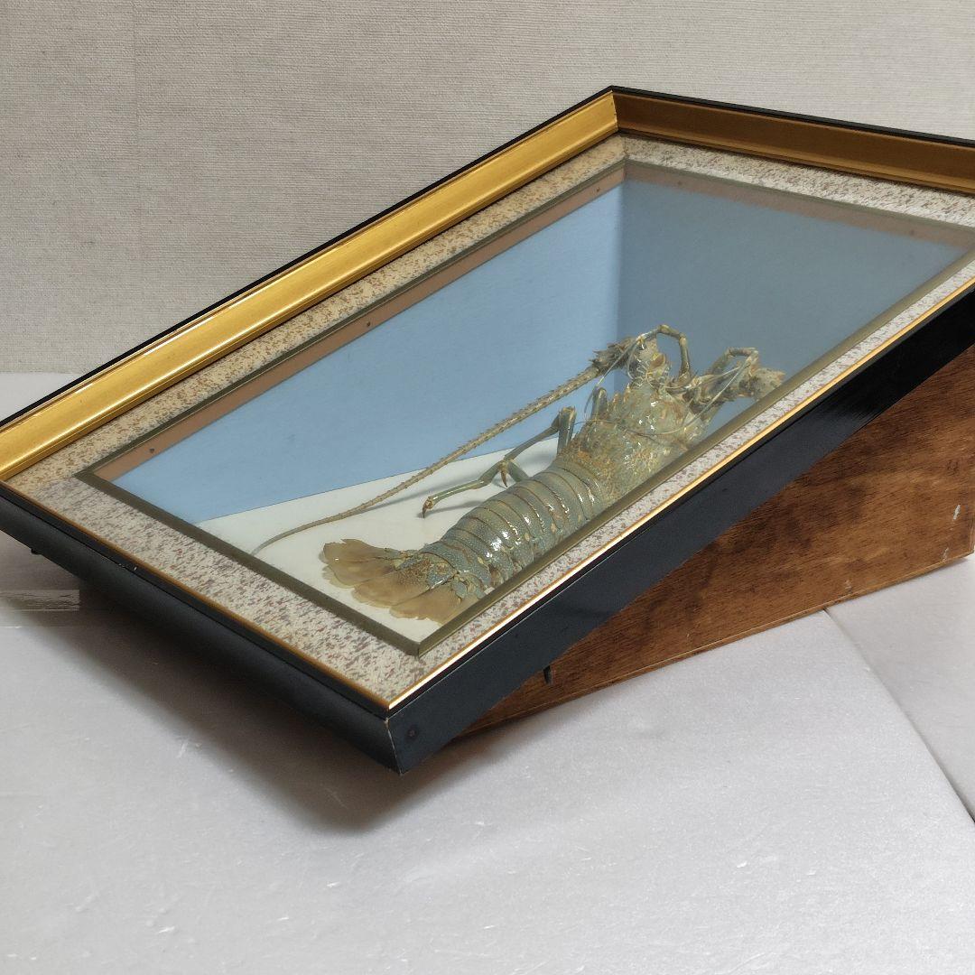 額装標本 ニシキエビ 錦海老 伊勢海老 えび 剥製 縁起物 - メルカリ