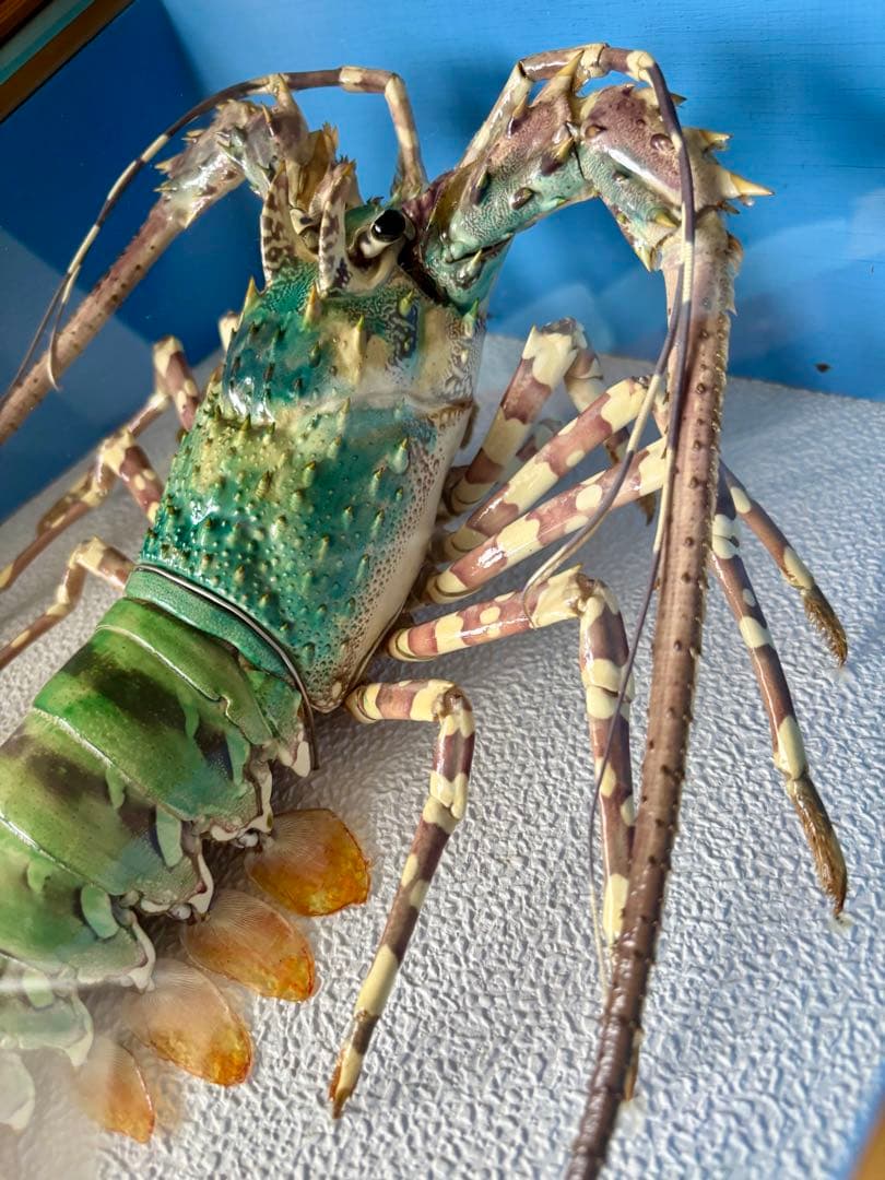 #額装標本 ニシキエビ 錦海老　伊勢海老　えび　剥製