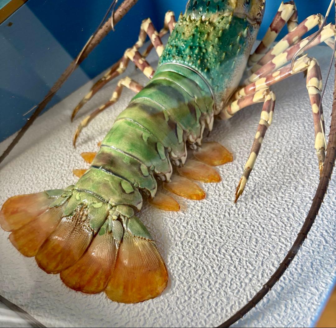 #額装標本 ニシキエビ 錦海老　伊勢海老　えび　剥製