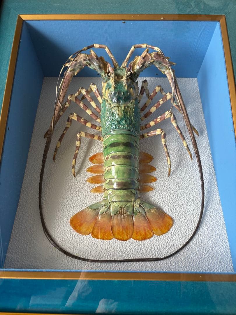 #額装標本 ニシキエビ 錦海老　伊勢海老　えび　剥製