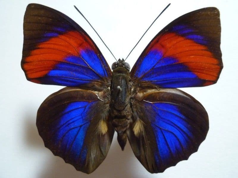 外国産蝶標本】シボリアゲハ♂/タイ.チェンダオ産/96mm 外国産蝶標本