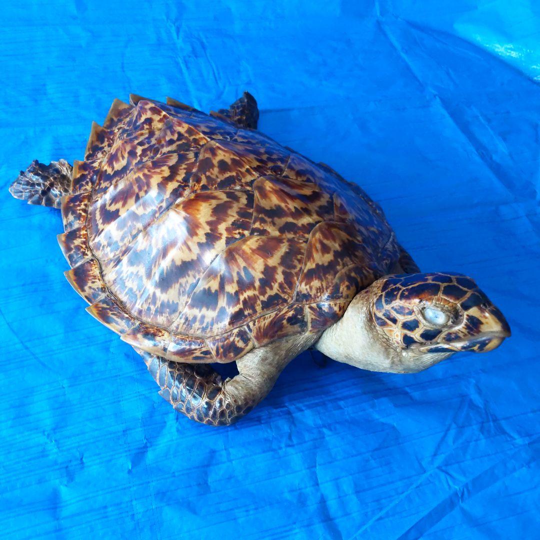 ②うみがめ〚タイマイ〛の剥製 壁掛けフックつき