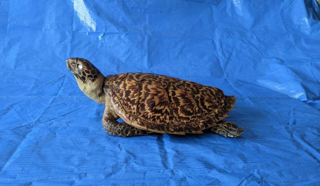 ②うみがめ〚タイマイ〛の剥製 壁掛けフックつき