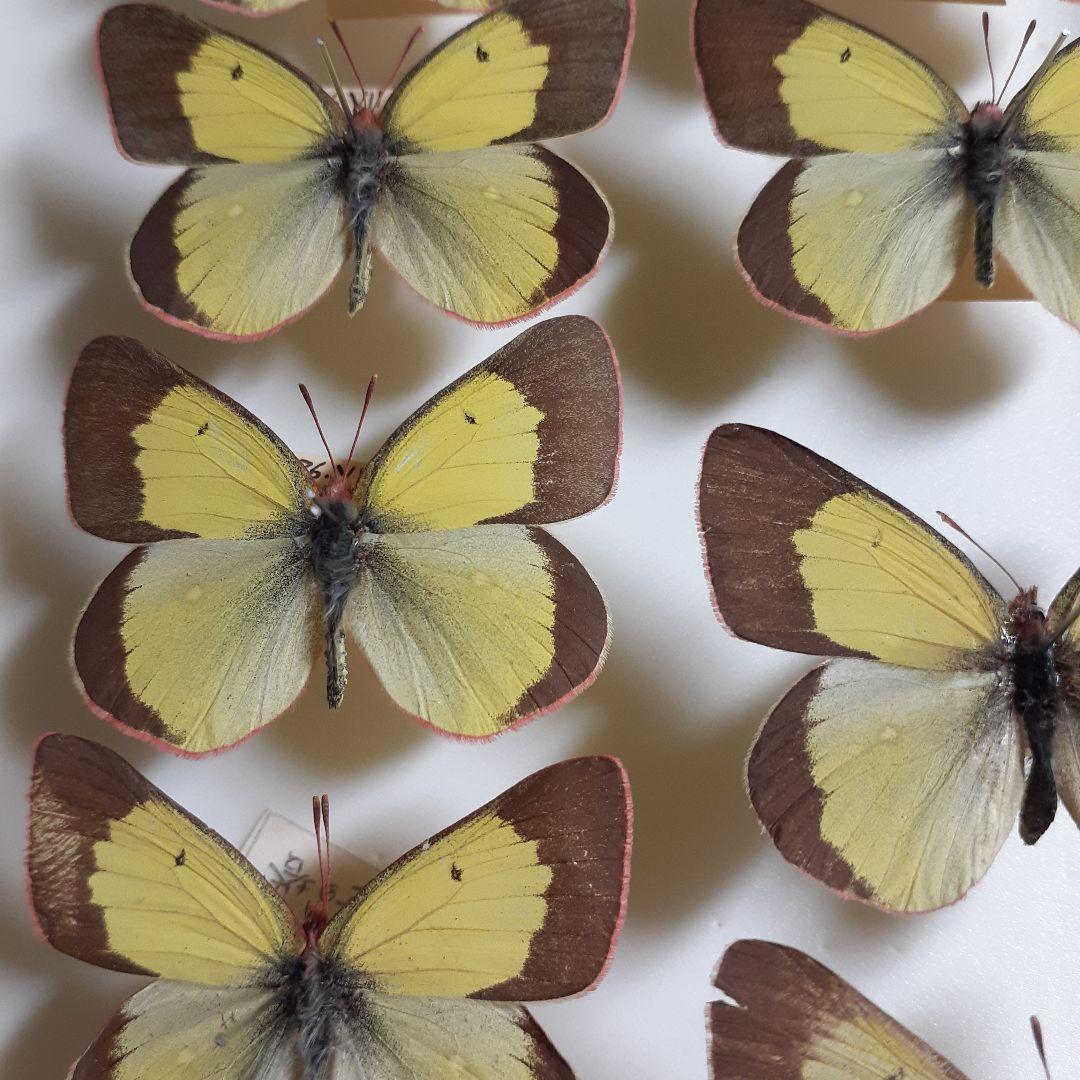 蝶標本 ミヤマモンキチョウ (規制前採集)ドイツ標本箱二箱入り