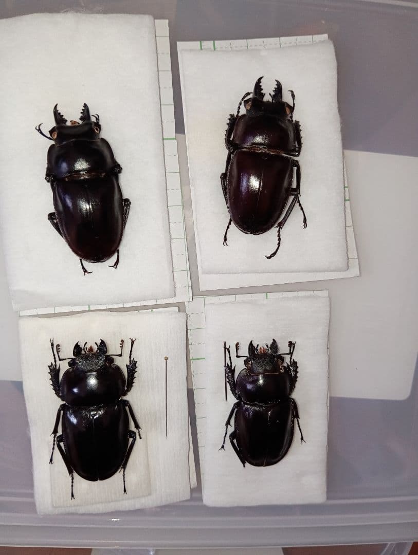 値下げヤエヤママルバネ（西表島）2ペア ヤエヤママルバネクワガタ原名