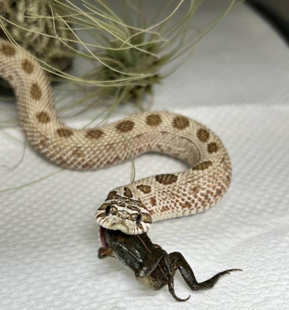 冷凍餌 極小サイズ 10匹 胴長1.5cm以下 ヌマガエル エサ用蛙 ヘビ 蛇