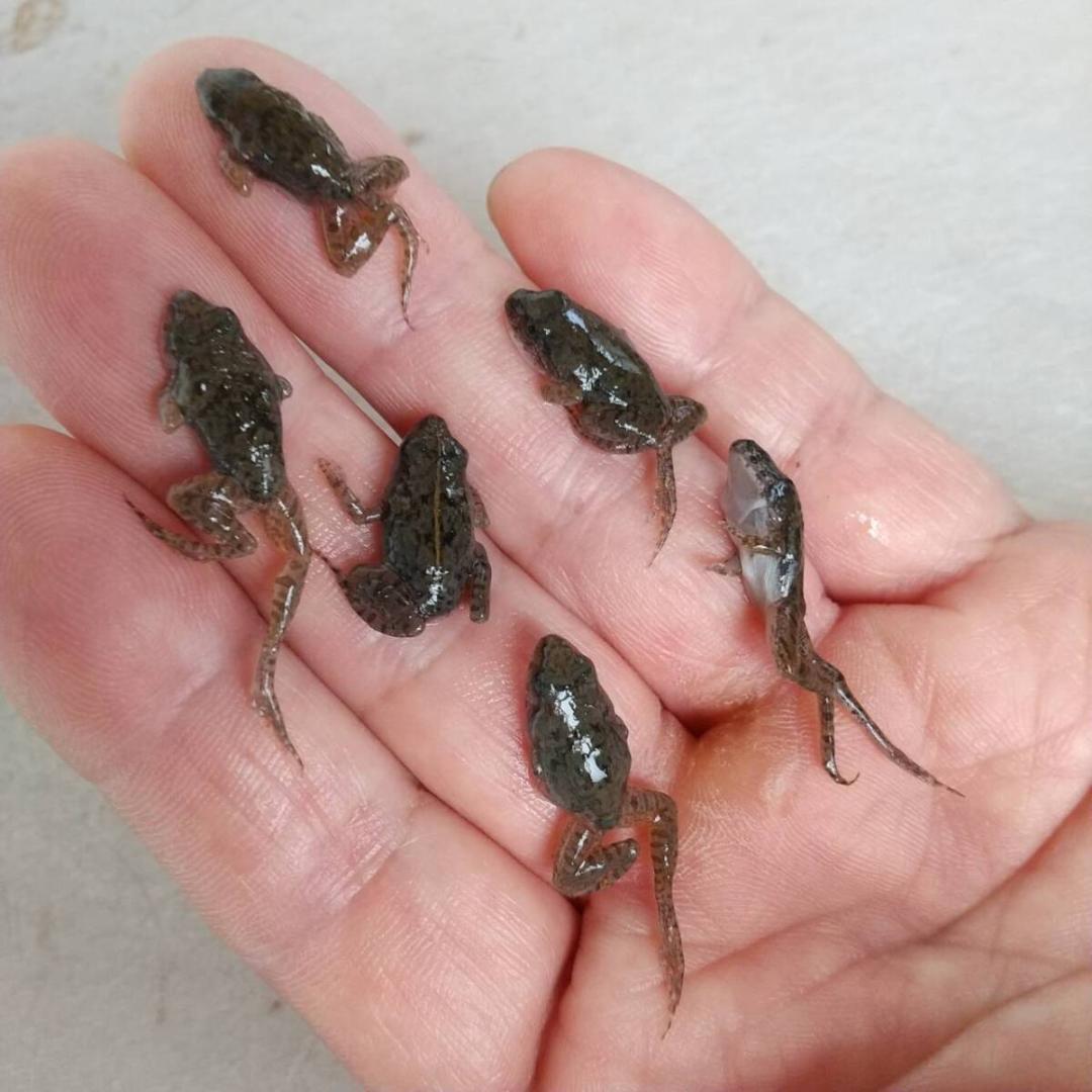 冷凍餌 極小サイズ 10匹 胴長1.5cm以下 ヌマガエル エサ用蛙 ヘビ 蛇