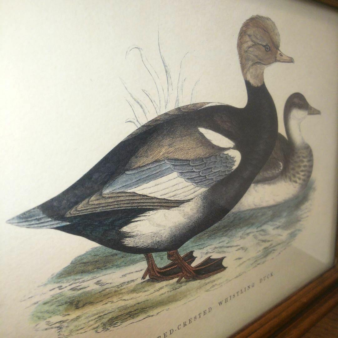 M*e様 Grafiche Tasgotti イタリアン プリント 水鳥 ４点セ