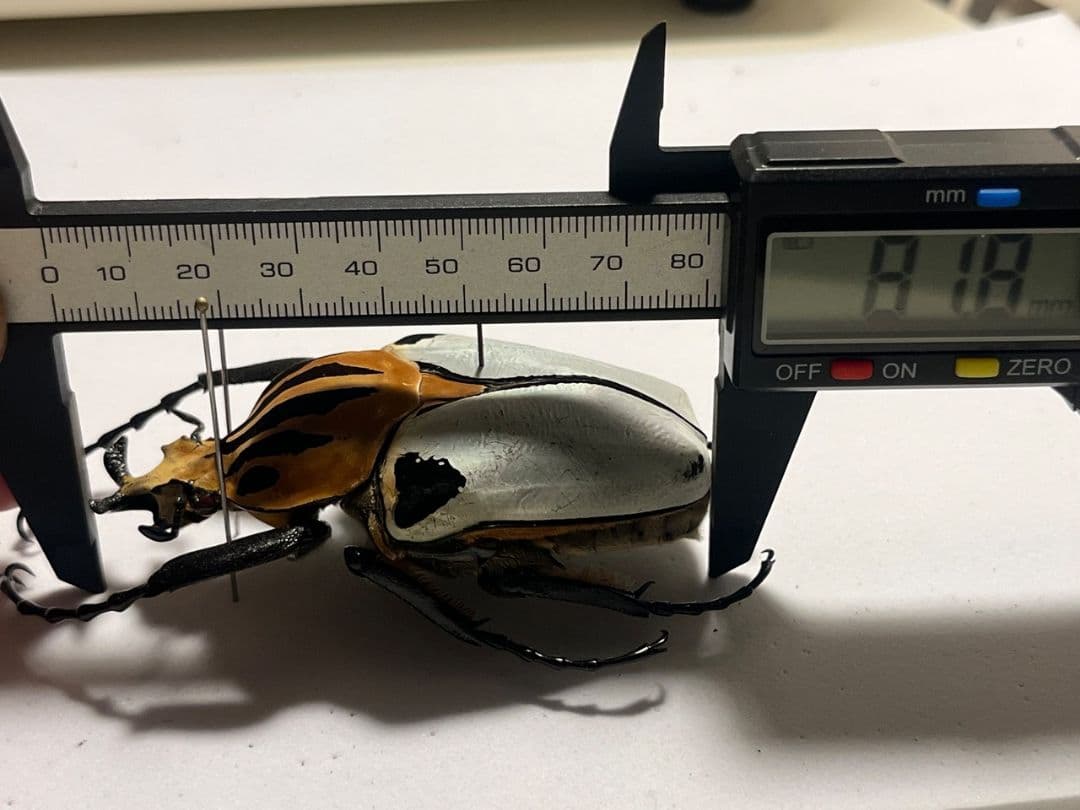 極BIG】カタモンゴライアスオオツノハナムグ 81mm程♂ Goliath標本