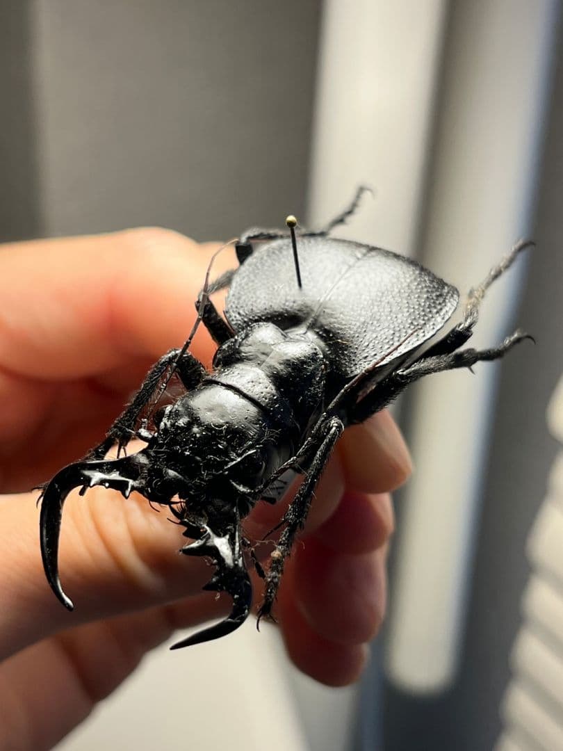 お客様の声2022 | オオクワ京都昆虫館 【Glass Beetleノコギリクワガタ