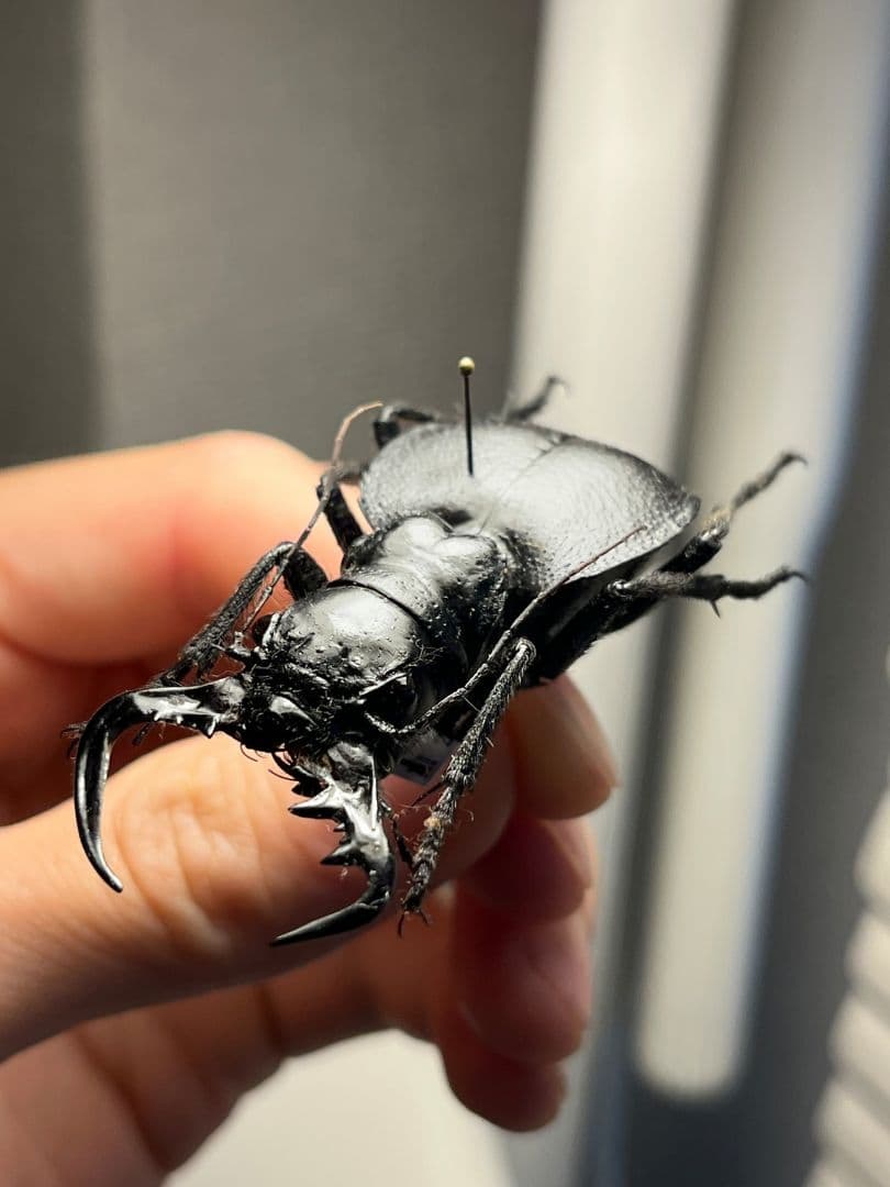 巨大♂】オオエンマハンミョウ Manticora タンザニア産 昆虫標本