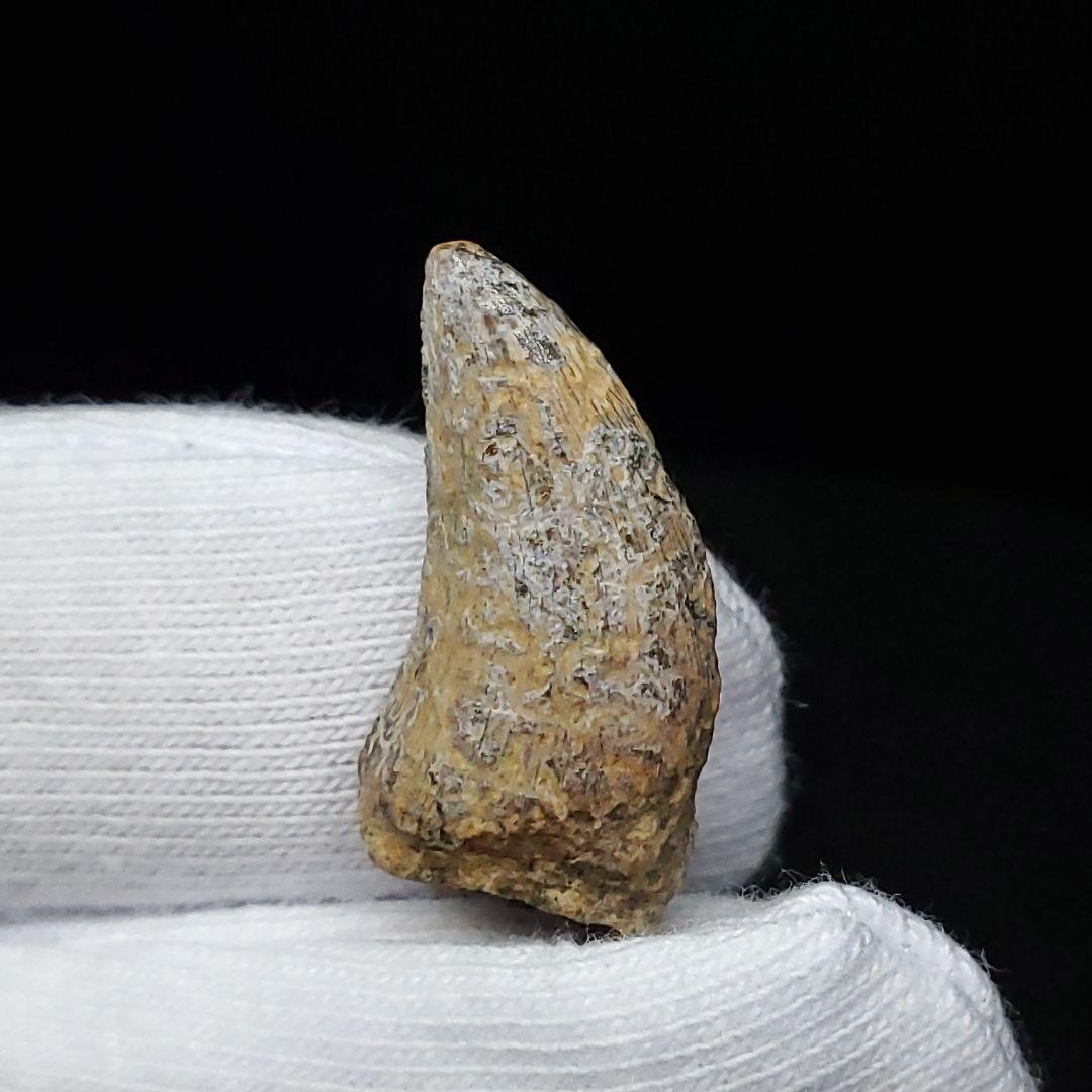 希少 ネオヴェナトル 化石 歯 恐竜 本物 ワイト島産 21.26mm fr83