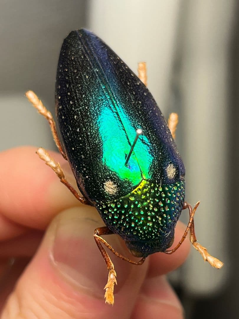 年代物】チャイロフトタマムシ フトタマムシ スハンダエ プラチナ