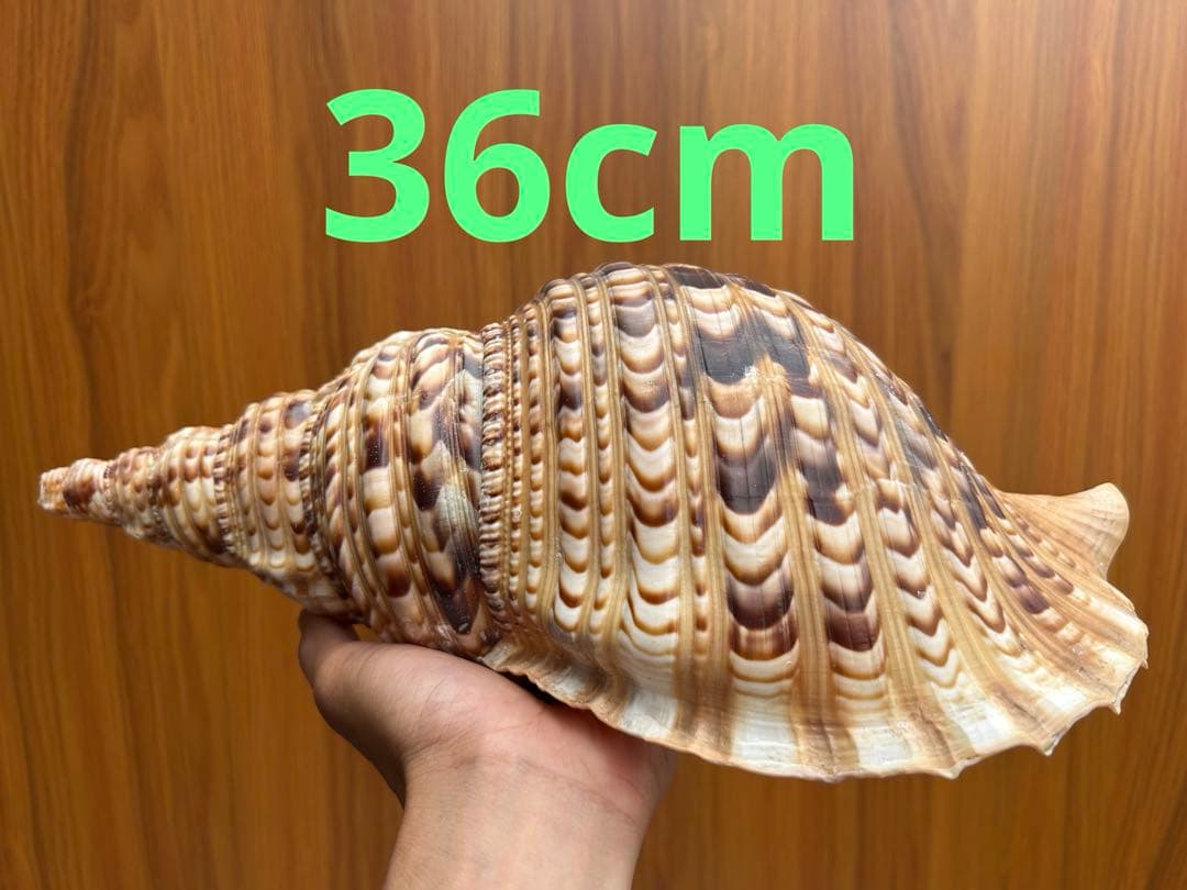 法螺貝 36cm