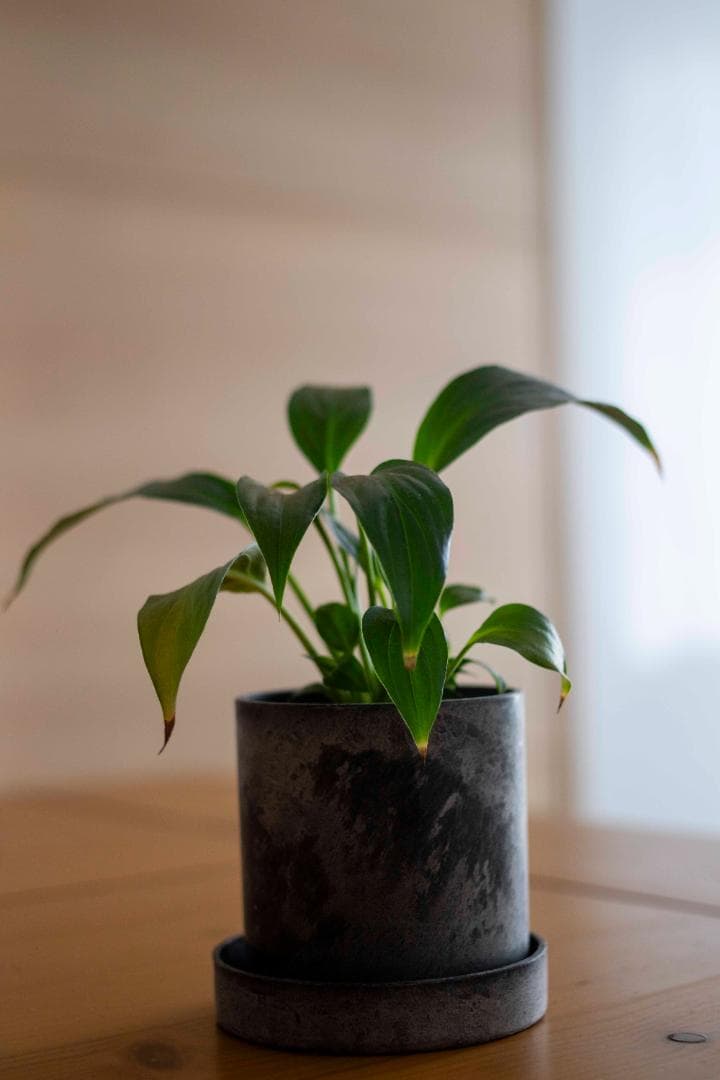 美品/試写有】Canon New FD 35mm f/2.8 オールドレンズ