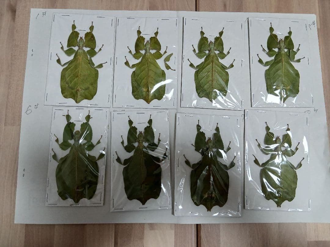 海外産標本｜インドネシア産 ナナフシモドキ（木葉虫）昆虫標本 海外産標本｜インドネシア産 ナナフシモドキ（木葉虫）昆虫標本 【楽天