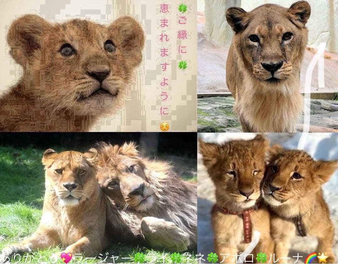 銀魂 タオル 銀時 高杉 桂