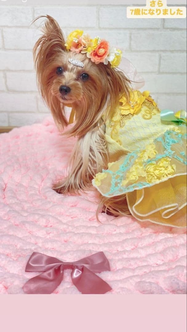 レース付カフェマット お昼寝マット ペットマットオーダー承ります