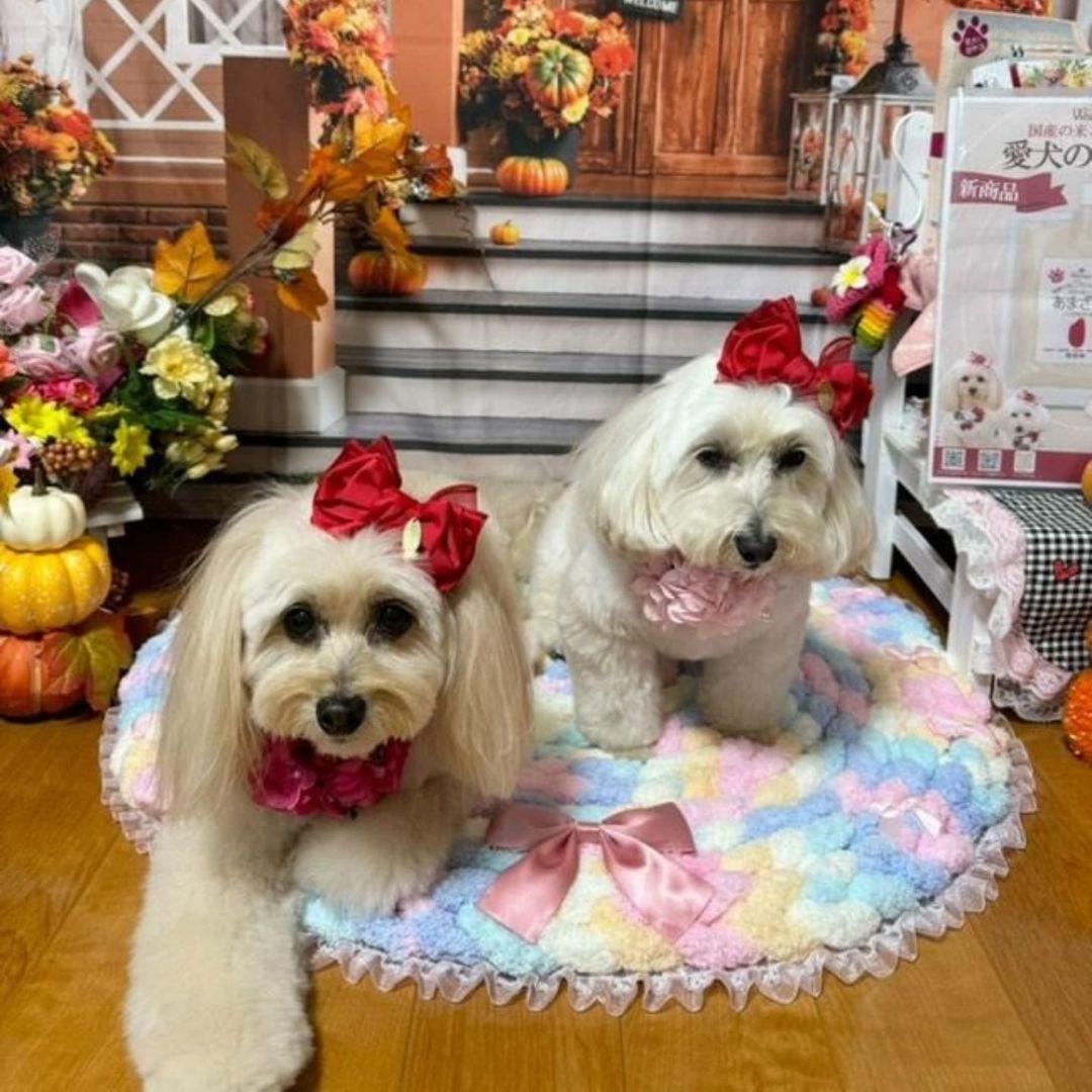 レース付カフェマット お昼寝マット ペットマット オーダー承ります