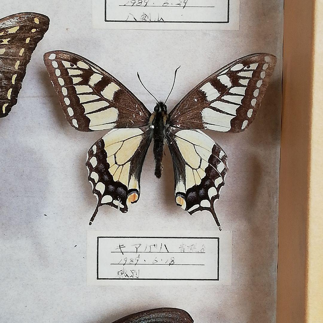 蝶標本】北海道 7種類 - メルカリ