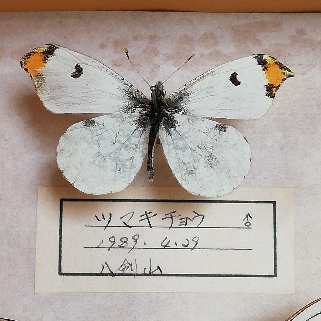 蝶標本】北海道 7種類 - メルカリ