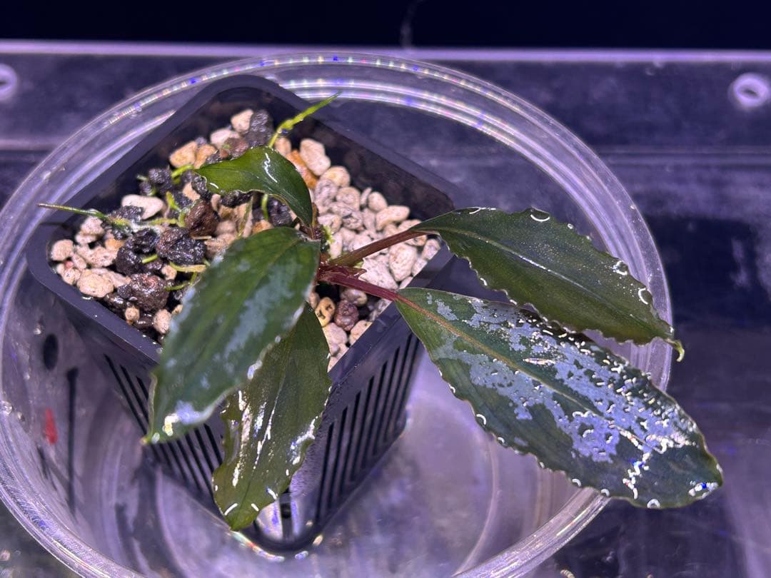 AZ便】Bucephalandra sp. Deep Purple 初便