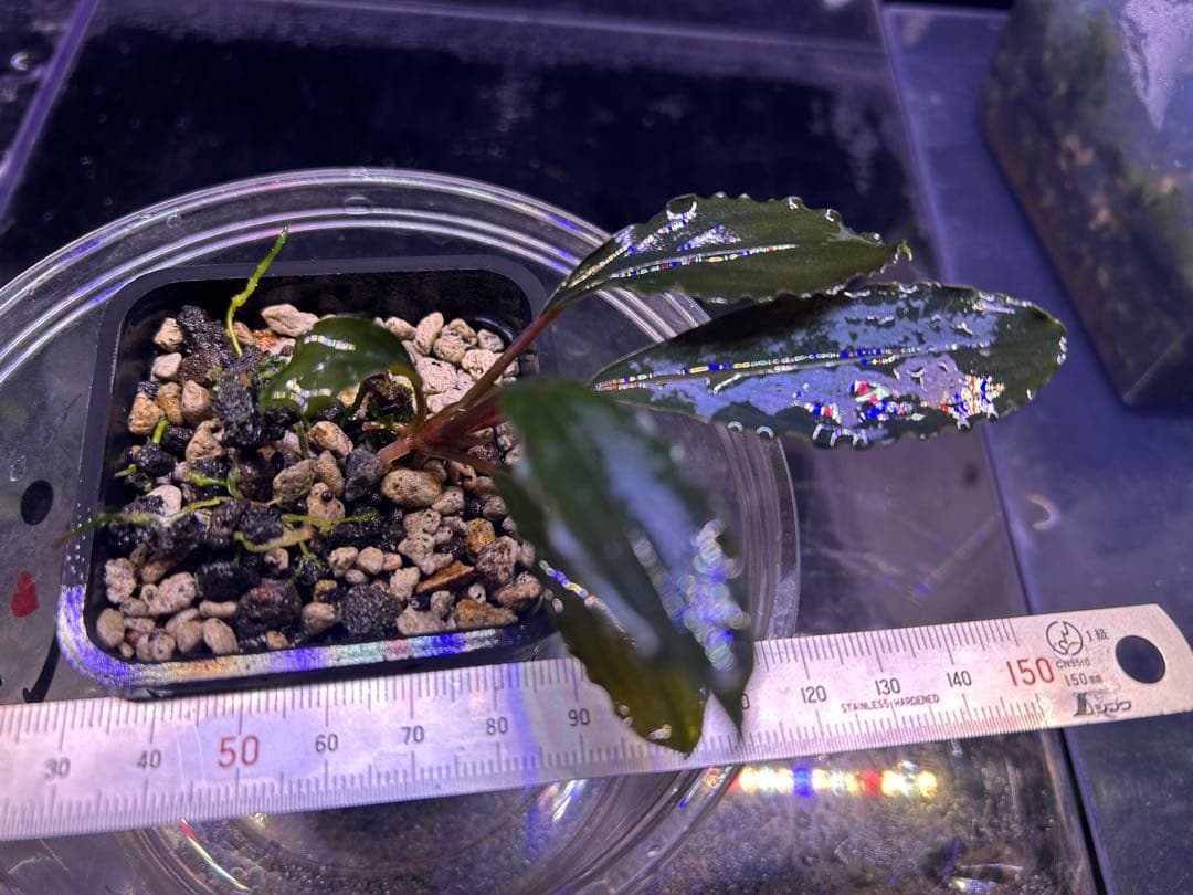 AZ便】Bucephalandra sp. Deep Purple 初便