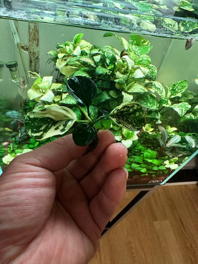 アヌビアスナナ 斑入りキング 5株