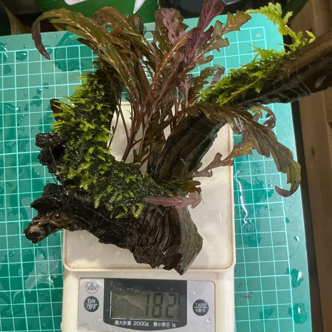 第四種郵便】ジャイアント南米モス活着ティア付流木12cmとピンナ流木