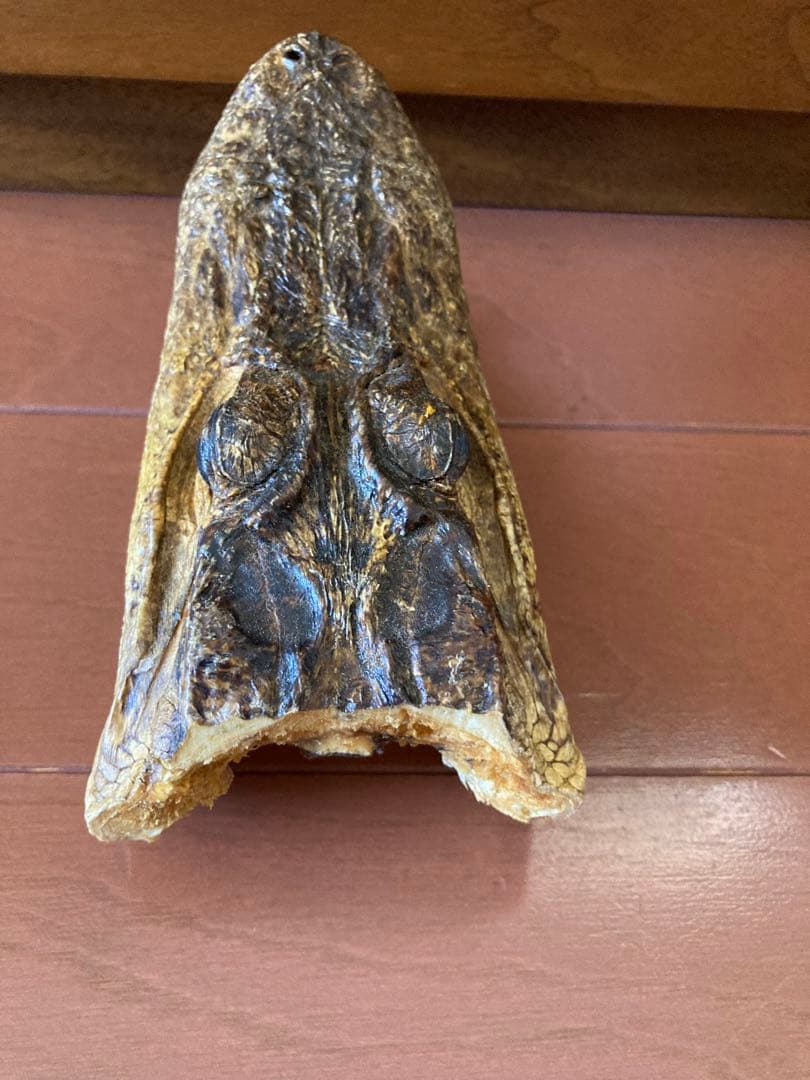 ワニ カイマン アリゲーター 頭部 - メルカリ