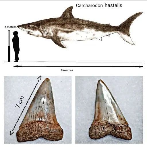 化石 骨格 標本 アオザメ 歯化石 超特大 希少