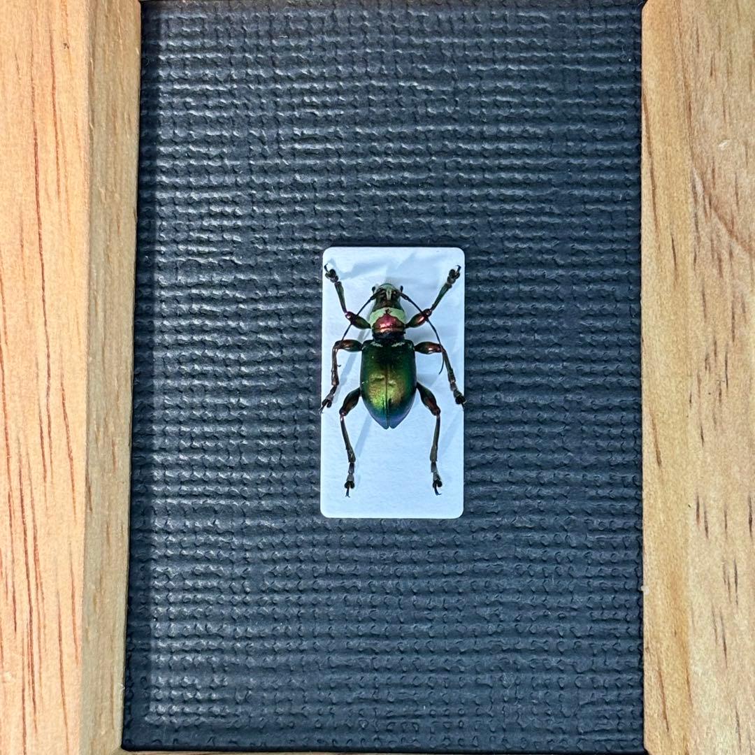 真作】ミズタマズングリハムシ 草間彌生 作品 昆虫標本 キノコムシ